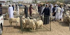 15 % ارتفاع في أسعار الأضاحي لزيادة الطلب