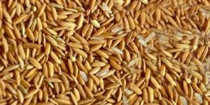 بكام الطن العريض والرفيع؟.. سعر الأرز الشعير اليوم الأربعاء 18-6-2025