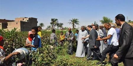 حصاد القطن في المحافظات| يتراوح السعر ما بين 10 آلاف إلى 12 ألف جنيه للقنطار.. تجهيز مراكز استلام القطن بتكلفة 8 ملايين جنيه... والإكثار من صنف جيزة 97 في المنوفية