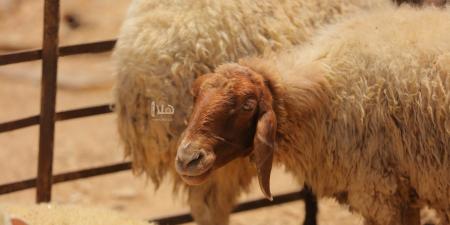 بلدية شرحبيل بن حسنة تحدد أماكن بيع الأضاحي