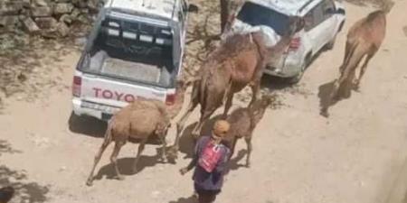 نداء استغاثة.. مربو الماشية في اليمن يواجهون شبح الإفلاس