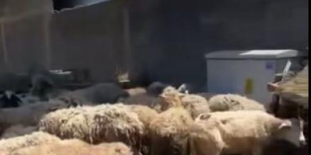 بالفيديو .. أردني يعرض بيع الاضحية في جورجيا بـ 100 دولار