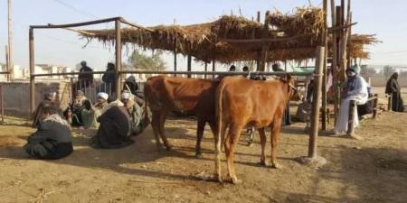 قبل عيد الأضحى.. سعر كيلو العجول القائم يشهد ارتفاعًا مفاجئًا في الأسواق المصرية
