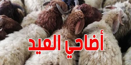 عاجل: الأمن المغربي يداهم المنازل ويصادر أضاحي العيد