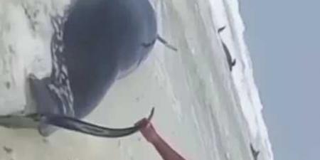 مشاهد مأساوية على شواطئ سقطرى.. انهيار بيئي أم إهمال؟