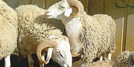 بلدية تونس: ذبح الأضاحي ممنوع في هذه الأماكن.. #خبر_عاجل
