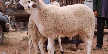 ما حكم شراء الأضحية بالوزن وهي حية؟.. الإفتاء توضح