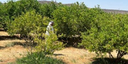 بيئة خليص تنفذ جولات رقابية وتسحب عينات من منتجات المزارعين في وادي قديد