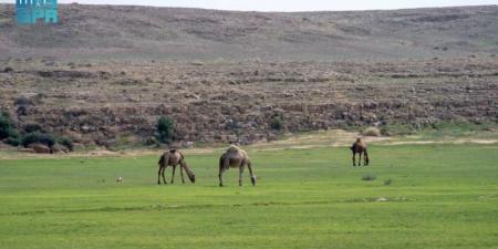 الغطاء النباتي يبدأ في إصدار تصاريح الرعي بعدد من الفياض والمتنزهات الوطنية