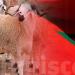 المغرب يستخدم ''الدرون'' لمنع ذبح الأضاحي خلال عيد الأضحى