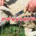 بلدية تونس: يمنع منعا باتا ذبح الأضاحي داخل الشقق وفوق أسطح العمارات