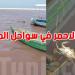 تحذير صحي عاجل: ''لا تستهلكوا الأسماك النافقة بسواحل المنستير''