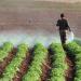 دراسة : التغيرات المناخية تحدث اضطرابا في التقويم الفلاحي وتهدد الأمن الغذائي
