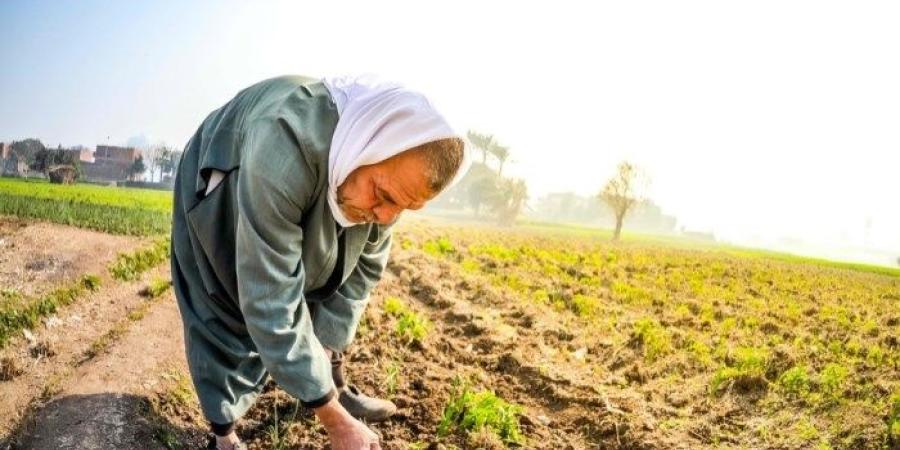 بمناسبة عيد الفلاح، 15 معلومة عن العمود الفقري للأمن الغذائي بمصر