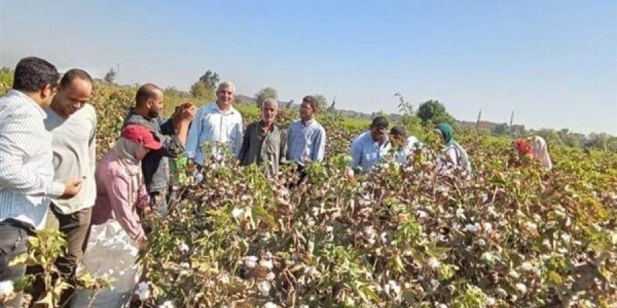 زراعة الشرقية تنفذ يوم حصاد لمحصول القطن بقرية الجوسق بمركز بلبيس