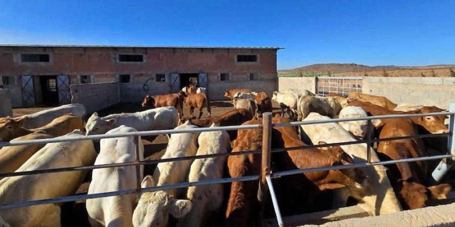 شحنة عجول فرنسية تصل إلى المغرب في ظل استمرار غلاء اللحوم الحمراء