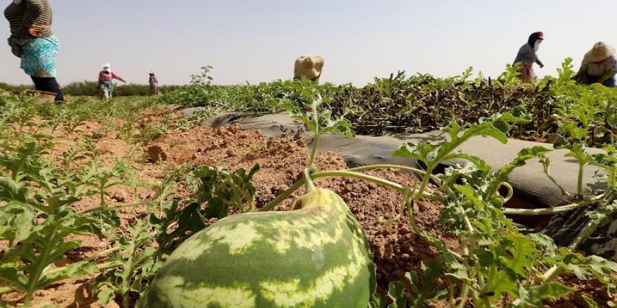 فعاليات بيئية تدعو إلى المنع النهائي لزراعة البطيخ في الجنوب الشرقي