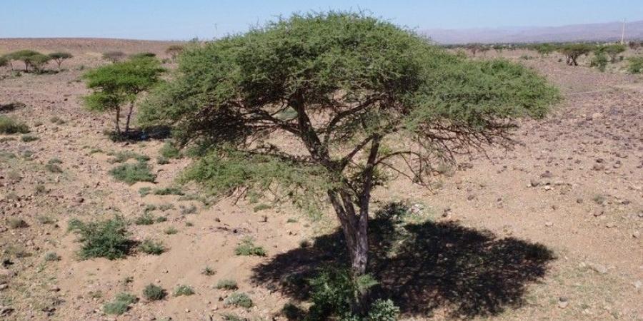 أشجار الطلح بأرجاء الجنوب الشرقي .. الاندثار يتربص بكنز بيئي واقتصادي