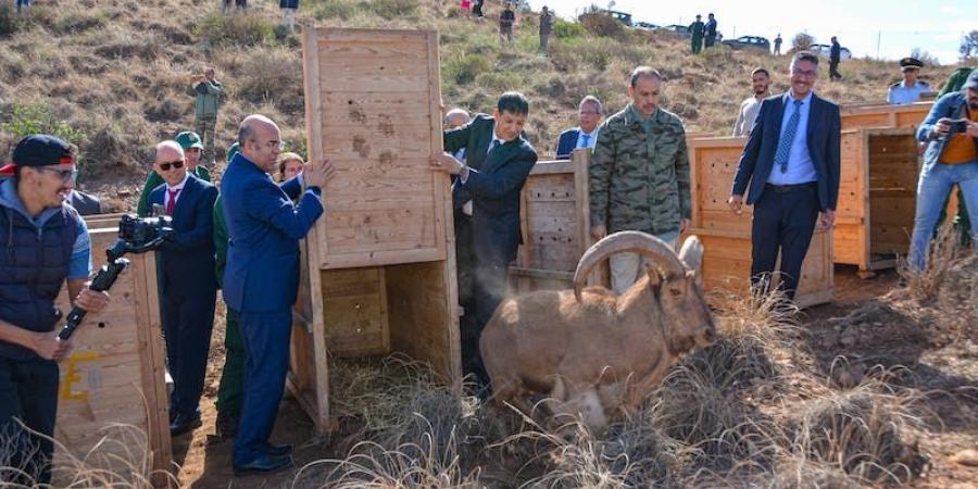 المياه والغابات تطلق مبادرات بجرادة