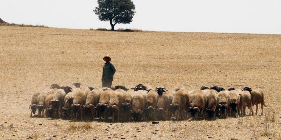 راع يعثر على جثة متحللة في الصويرة