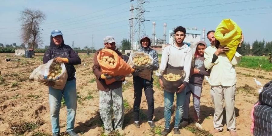 يتسابق عليها دول الاتحاد الأوروبي والخليج..محصول البطاطس بمصر كالذهب في السوق العالمي