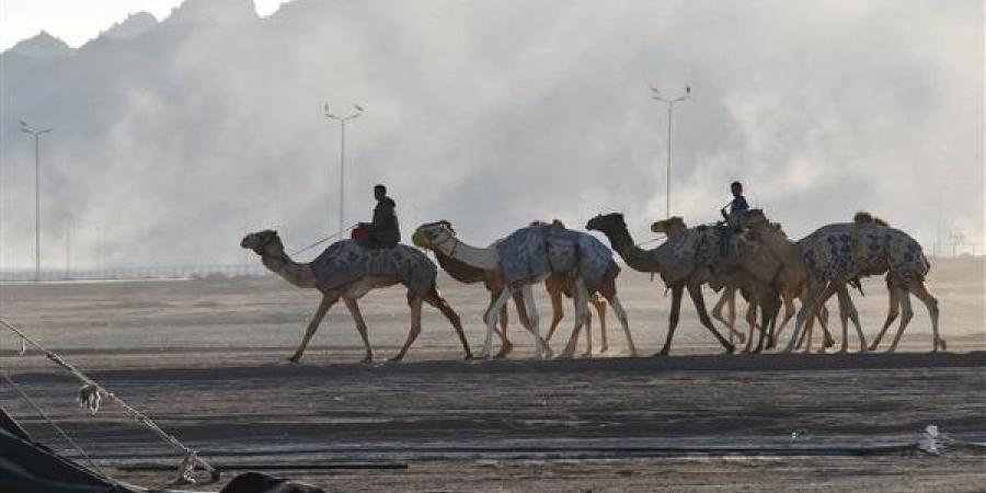 محافظ جنوب سيناء يتابع استعدادات انطلاق المهرجان العربي للهجن بشرم الشيخ