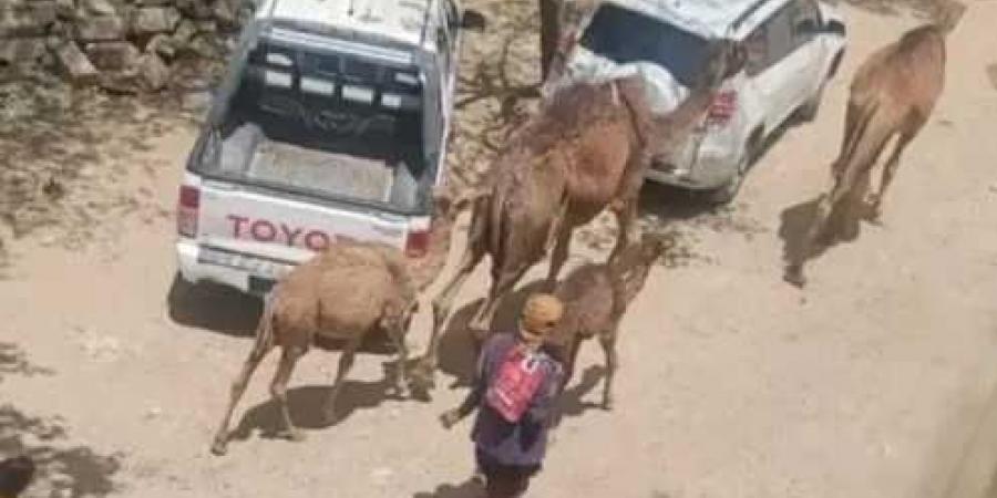 نداء استغاثة.. مربو الماشية في اليمن يواجهون شبح الإفلاس