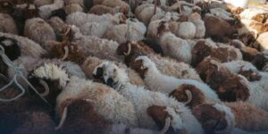 لتخفيف العبء على المواطنين.. وصول أولى دفعات الأضاحي المدعومة من حكومة حماد إلى بلدية الأبيار