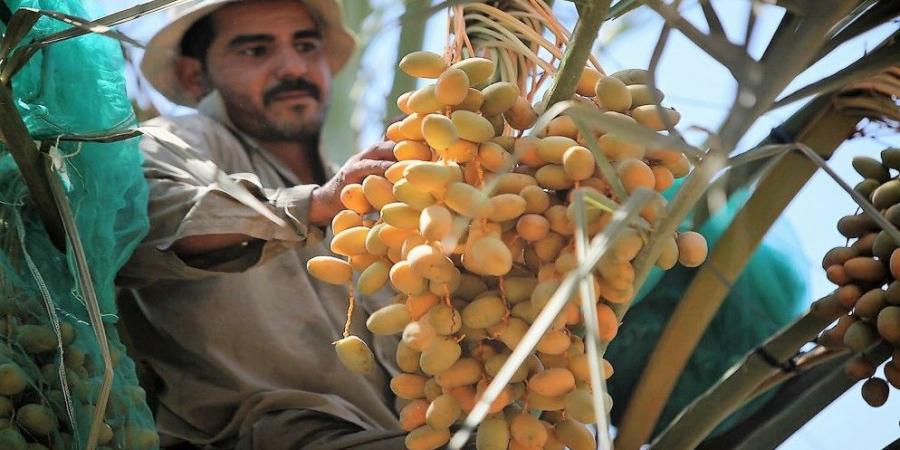 %9.3 ارتفاع أسعار المنتجين الزراعيين في الثلث الأول من 2025