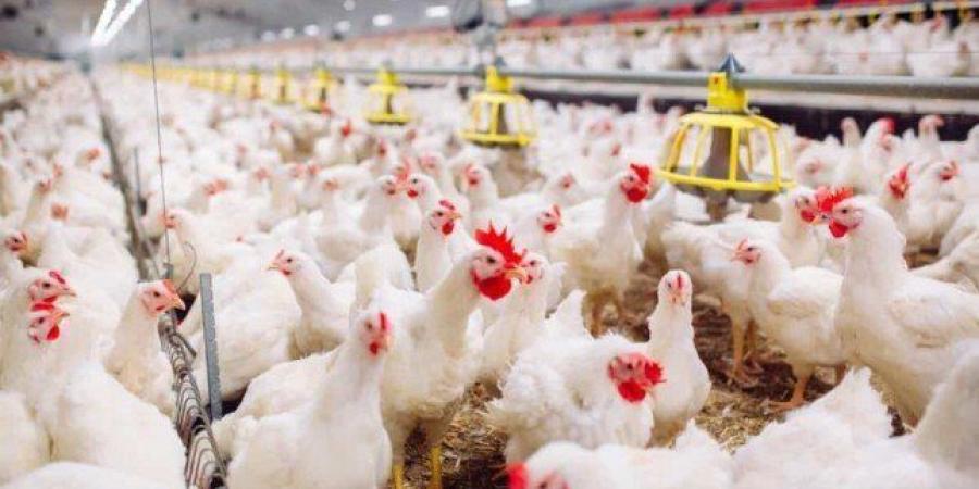 أسعار الدواجن والبيض اليوم الأحد 1 يونيو 2025