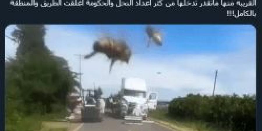 250 مليون نحلة طليقه في ولاية واشنطن الأمريكية وإدارة الطوارئ تحذر المواطنين