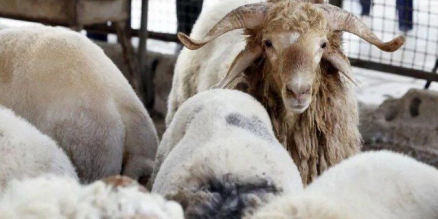 عيد الأضحى 2025 على الأبواب.. أسعار الأبقار والأغنام والماعز في مصر
