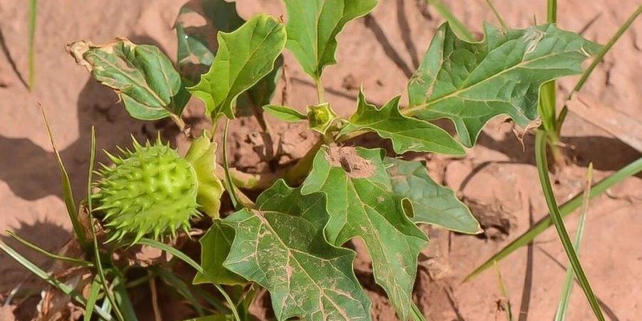 جريمة زراعة النباتات المخدرة