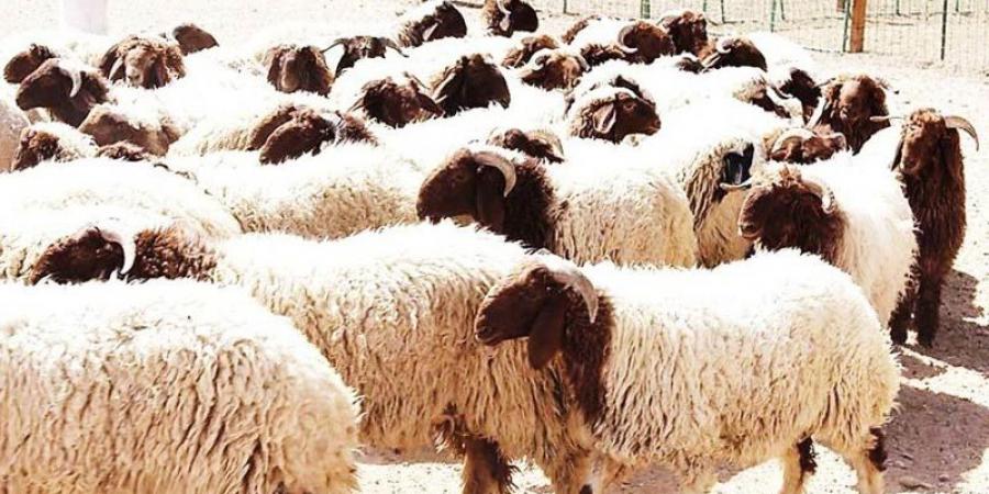 أسعار خيالية في نقاط البيع المنظمة للأضاحي: «القشّارة» أرحم من الحكومة !