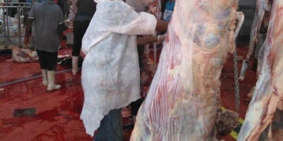 مجازر البحر الاحمر تواصل ذبح العجول لتسويقها بالمحافظات وتوفير اللحوم بأسعار مخفضة