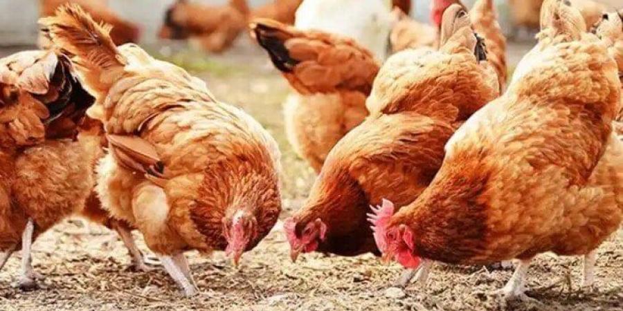 أسعار الفراخ والبيض اليوم الثلاثاء 3 يونيو 2025