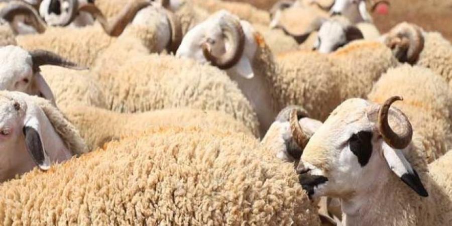 توزر: تسجيل انخفاض في أسعار الأضاحي بنقاط البيع المنظّمة تزامنا مع اقتراب عيد الاضحى