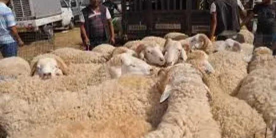 تصاعد الإقبال على سوق الغنم في عتق بمحافظة شبوة استعداداً لعيد الأضحى