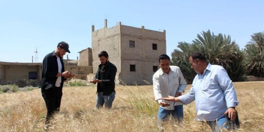 زراعة دير الزور : 724 طناً كمية الأقماح المستلمة من الفلاحين منذ بداية الشهر الجاري