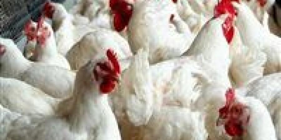 بنحو 5 جنيهات.. ارتفاع اسعار الفراخ البيضاء اليوم الأربعاء