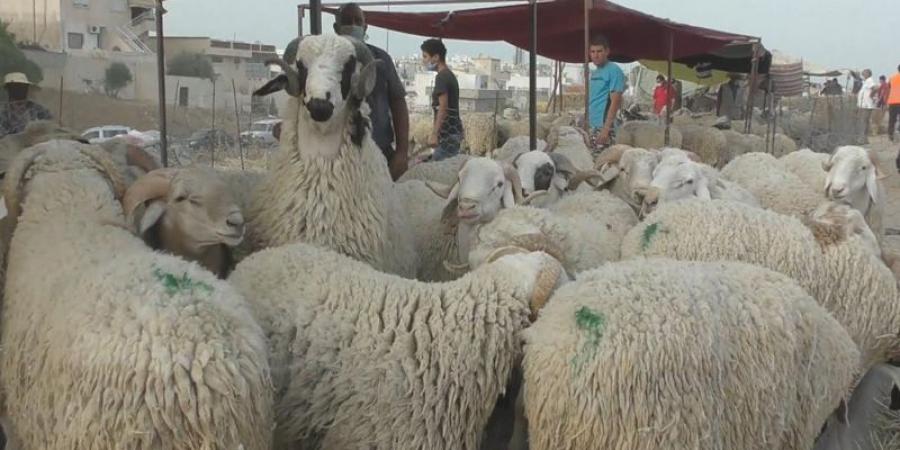 بلدية المعمورة توزيع أكياس بلاستيكية على المتساكنين لتجميع جلود الأضاحي