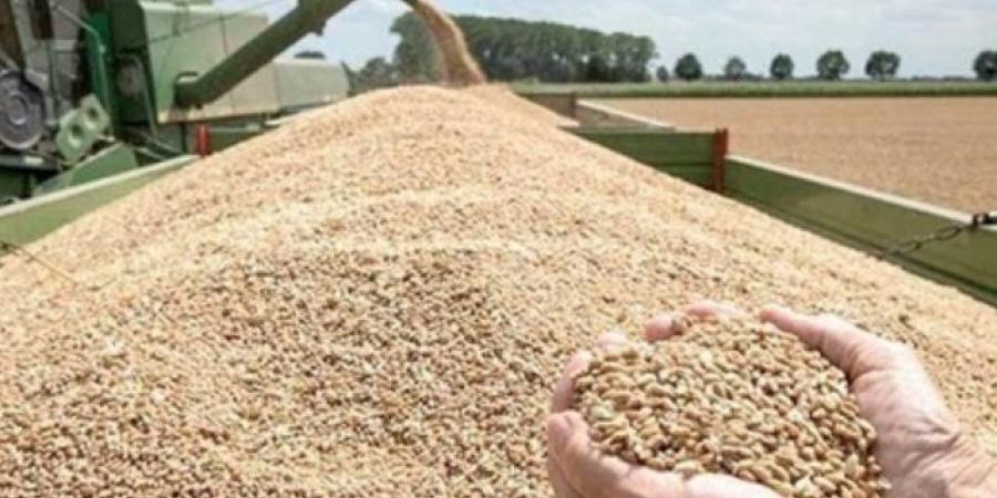 توريد 24300 طن قمح بشون وصوامع الأقصر