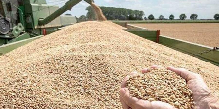 ديوان الحبوب: إلى غاية يوم 09 جوان تجميع أكثر من 1573 ألف قنطار من الحبوب