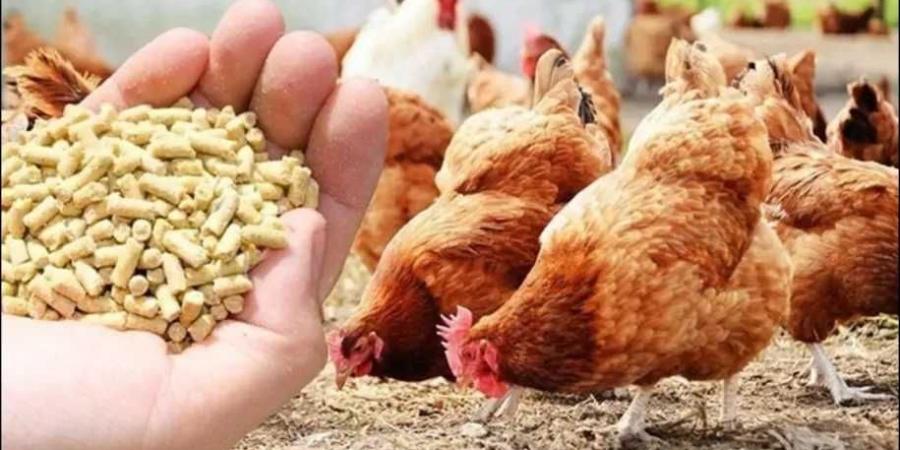 أسعار أعلاف الدواجن في مصر اليوم الإثنين 16 يونيو 2025