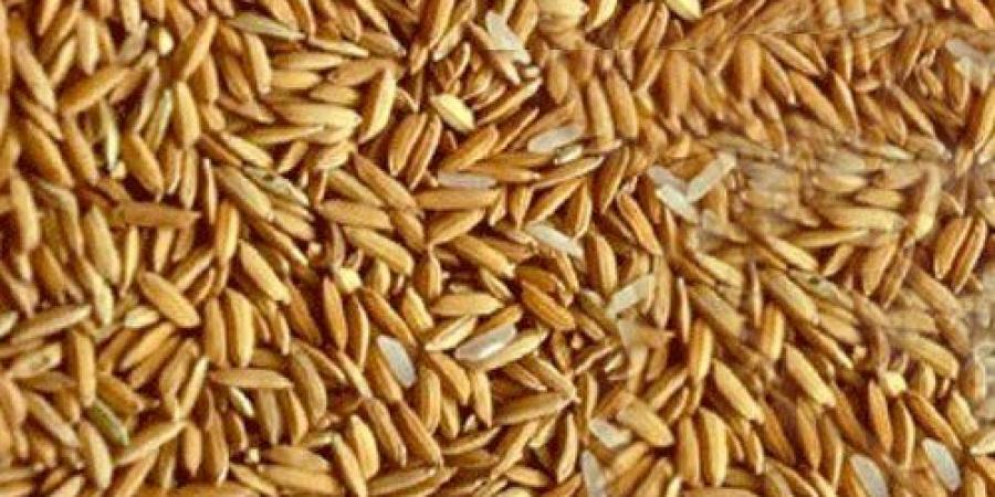 سعر طن الأرز الشعير اليوم الإثنين 16 يونيو 2025 في الأسواق