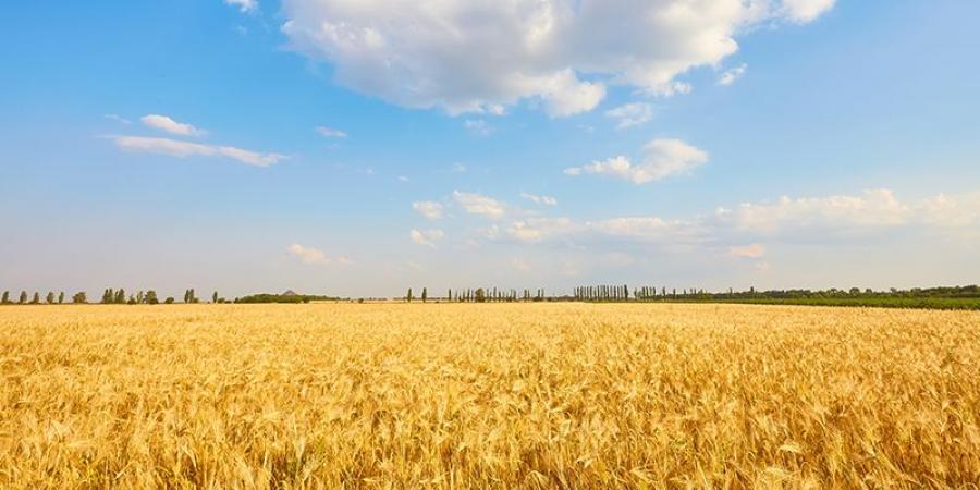 زووم على الفلاحة .. 1573 ألف قنطار صابة الحبوب