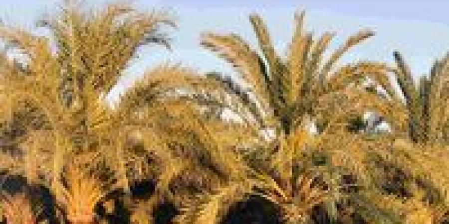 أهمية خف النخيل وتسميده.. أبرز التوصيات لمزارعي نخيل البلح