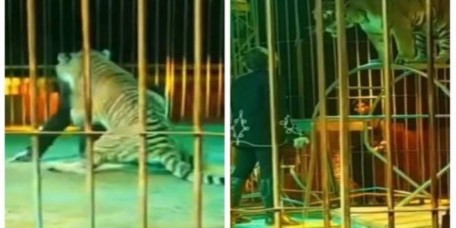 اليوم.. ثالث جلسات محاكمة أنوسة كوتة في قضية "ضحية النمر" بسيرك طنطا