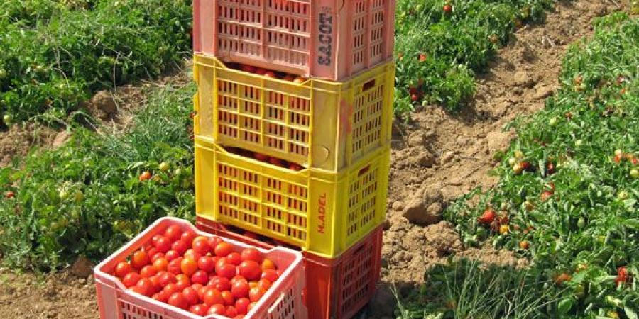 تونس صدرت منتوجات بيولوجية بنحو 420 مليون دينار الى موفى ماي 2025