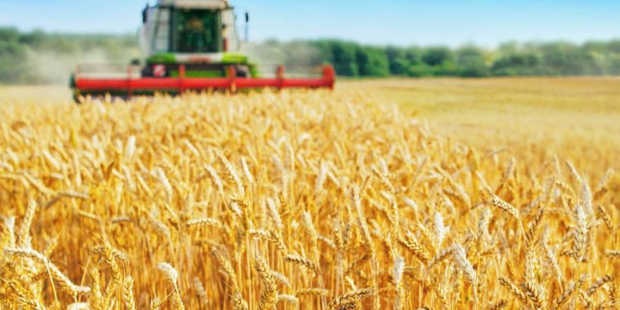 تقدّم موسم الحصاد بنسبة 26% وتجميع 4.5 ملايين قنطار إلى حدود 19 جوان 2025